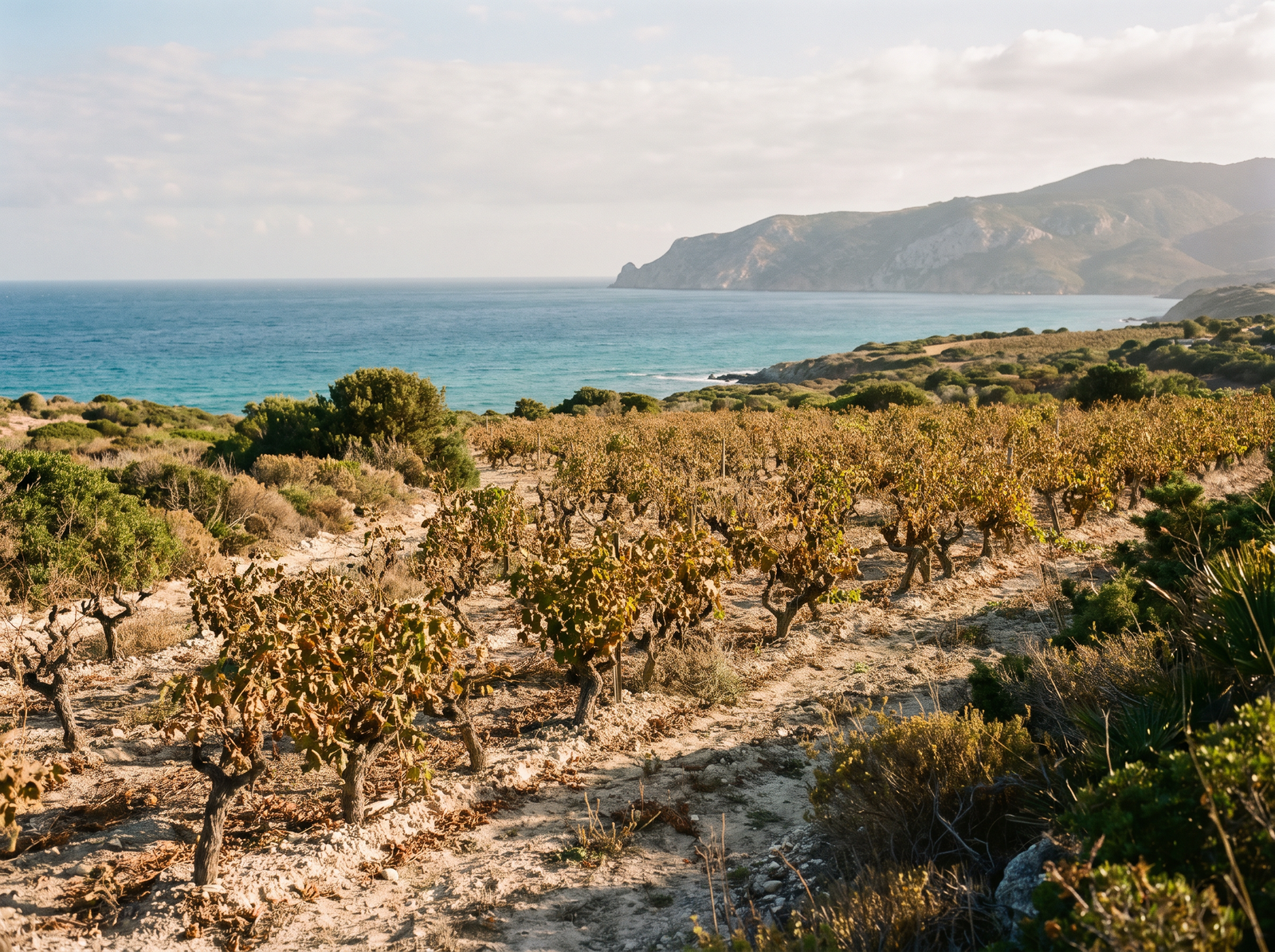 Sardinien – salzige Küste, kalkiger Boden