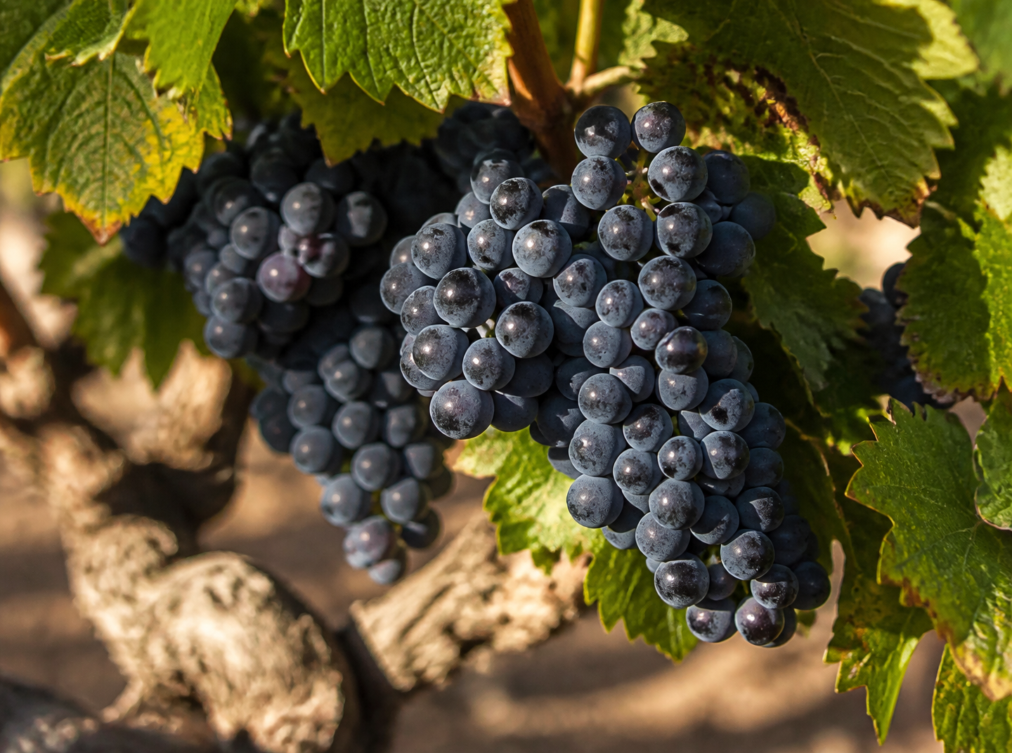 Kräftiger Primitivo mit reifer Frucht und weichen Tanninen